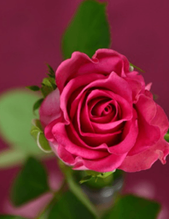 Nancy Sudbery Obituary